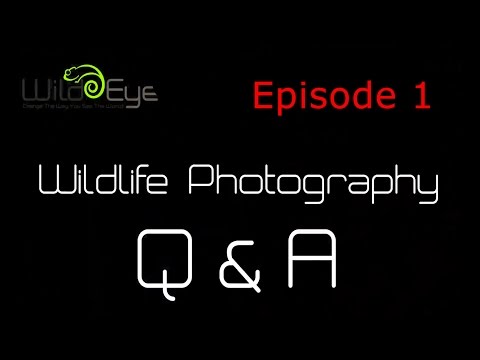 Wildlife Photography Q&A:  Episode 1