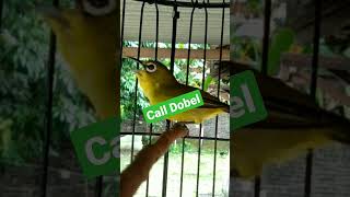 Download lagu CALL DOBEL PLECI AMPUH BUAT PANCINGAN PLECI OMBYOKAN mp3