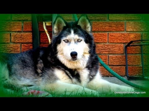 What are some fun Activities to do with your dog?  FAN FRIDAY #111 #FanFriday