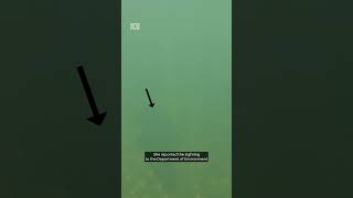 Family unknowingly swims with croc | ABC News