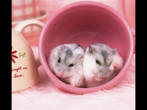 Dwarf Hamster Babies and Hamster Mother - Day 1 to Day 10 - Growing Up #hamsterbaby #hamsterbabies