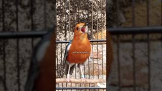 Download lagu PANCINGAN ANIS MERAH GACOR | 90 #anismerah #anismerahofficial #anismerahgacor #anismerahngeplong mp3