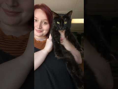 What's the difference between a calico and a tortie? #cat #calico #catbreeds