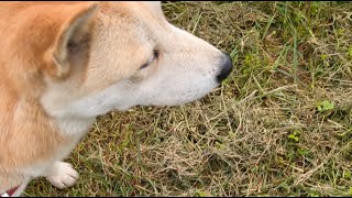 #ライブ#柴犬#縄文柴犬#犬のいる暮らし#癒し＃猫のいる暮らし