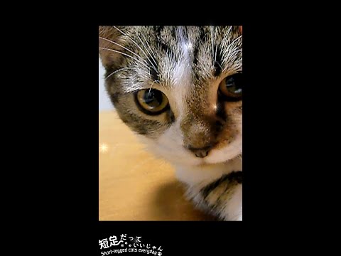youtube-動物記事2021/12/28 23:42:02