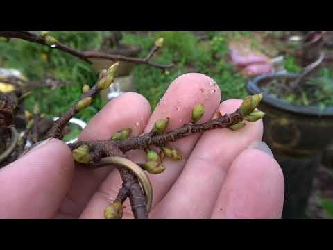 Làm sao cho búp mai không bị đen