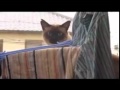 Cat Jump Fail with Music: Sail by AWOLNATION ...