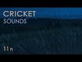 Cricket Sounds - Crickets Chirping at Night - Nature Sounds for Sleep & Relaxation - 11 Hours