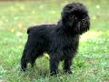 Affenpinscher - Affenpinscher - America