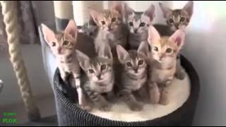 Videos de Gatos Loucos