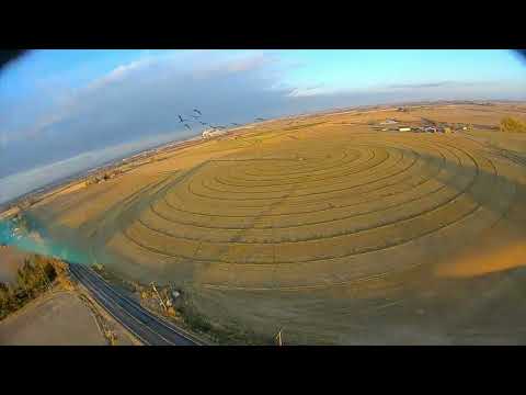 Cinematic-ish FPV Flying with geese
