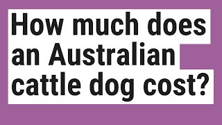 How much does an Australian cattle dog cost