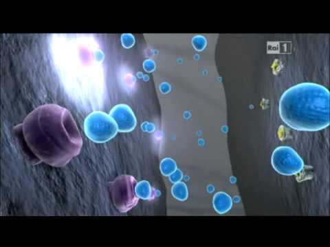 Il cervello e la droga