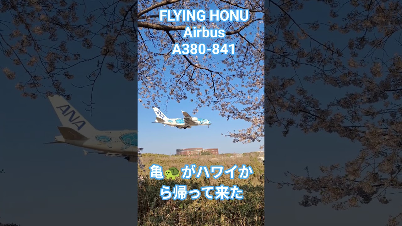 亀🐢がハワイから帰って来た...#flyinghonu #a380 #sorts #kusuyama100