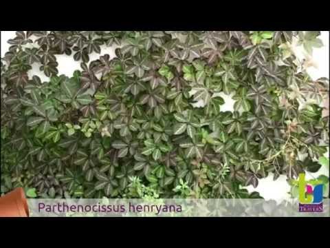 download lagu mp3 mp4 Parthenocissus Henryana, download lagu Parthenocissus Henryana gratis, unduh video klip Parthenocissus Henryana