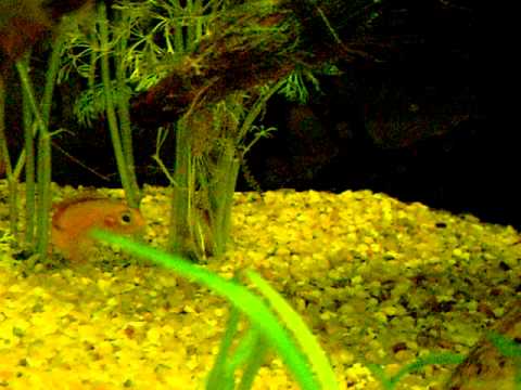 Apistogramma agassizi fire-red con avannotti