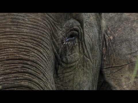 Bornean Pygmy Elephant of Lower Kinabatangan Wildlife Sanctuary