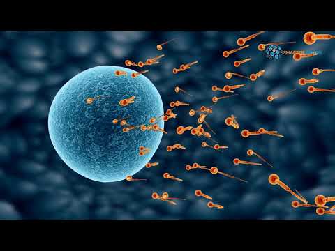 Perbedaan Sperma Sehat dan Encer