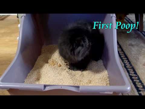My new persian kittens first time in the litter box