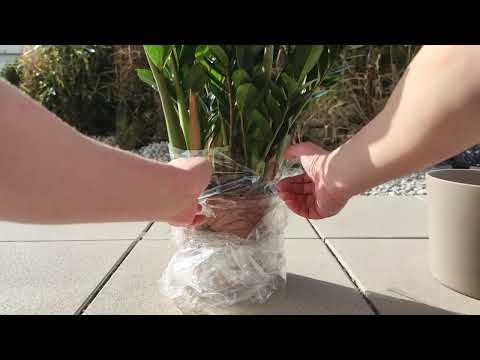 Zamioculcas zamiifolia, Glücksfeder, pflegeleichte Zimmerpflanze. Übertopf