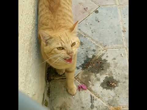 Billy 🐈 kya bol rahi hai koi batayga Cat 😺 #shorts #viral #cat