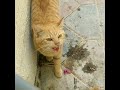 Billy Kya Bol Rahi Hai Koi Batayga Cat Shorts Viral Cat