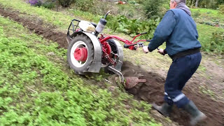 Запахиваем горчицу как сидерат видео