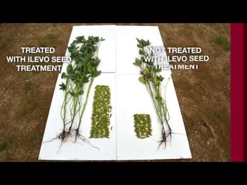download lagu mp3 mp4 Ilevo, download lagu Ilevo gratis, unduh video klip Ilevo