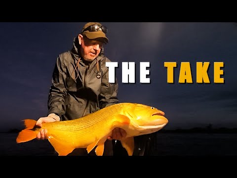 The Take! ...............Golden Dorado on the Fly at Suindá Lodge