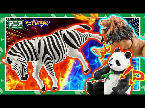 【アニア研究所】#29「シマウマVSライオン！ライオンからジャイアントパンダを守れ！」【タカラトミー公式】