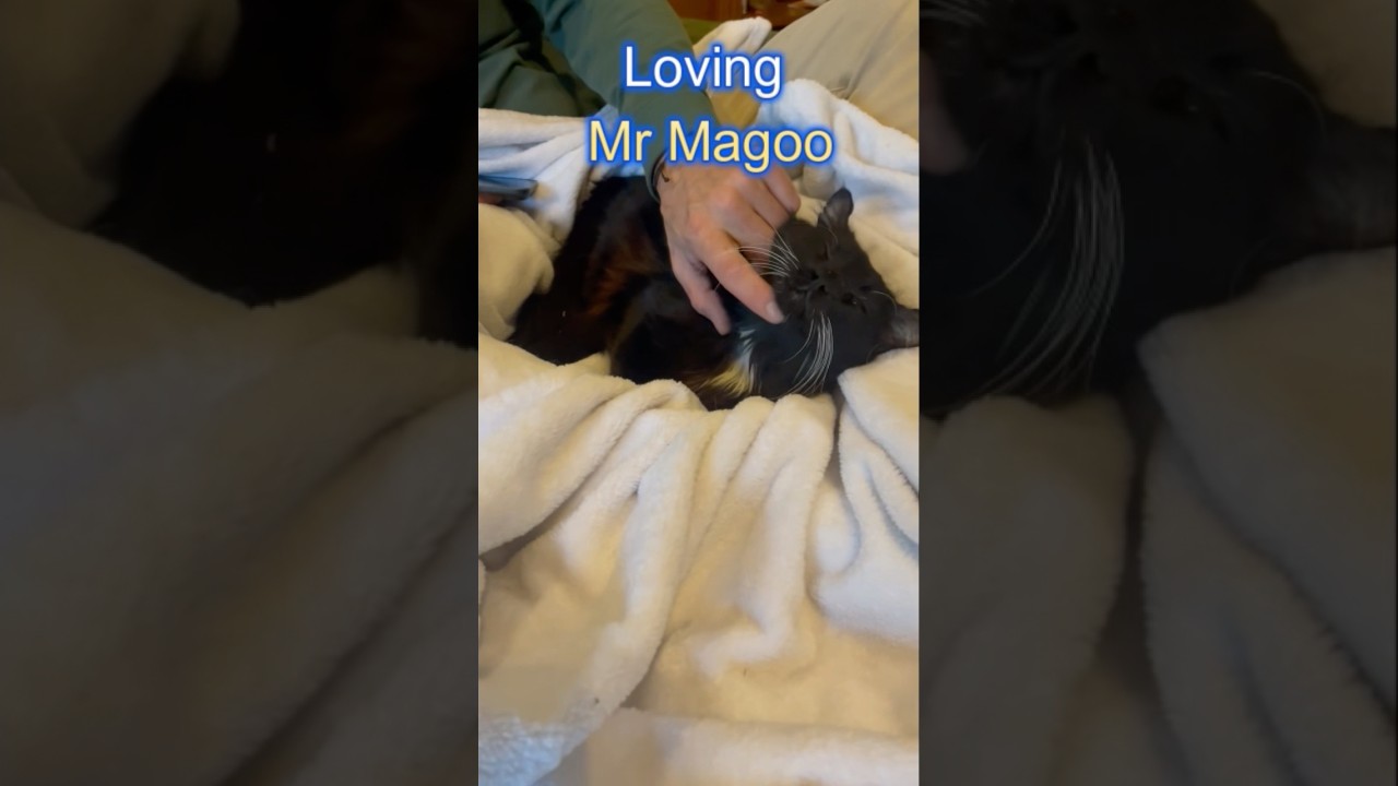 Enlarge Mr. Magoo, an adopted Domestic Medium Hair in Kent, WA video 6/6