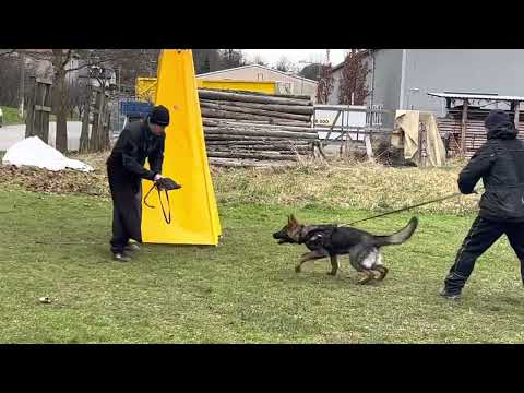 Jaggo z Jukasu - protection - 5,5 months