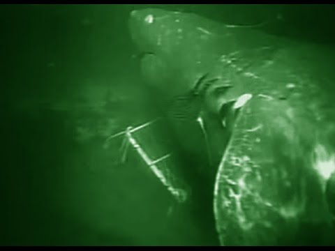 Unidentified Shark - Deepsea Oddities