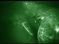 Unidentified Shark Deepsea Oddities