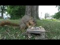 Squirrel Humps My GoPro  (Meowww) - Známka: 1, váha: malá