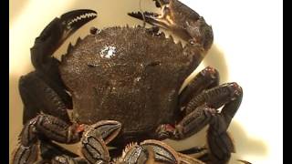 Thumbnail del capítulo