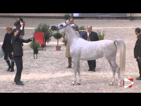 N.34 CAP BIANCA - DEAUVILLE 2015 - 3 year old fillies (Class 3)