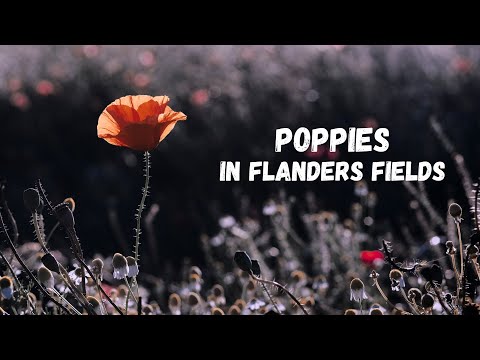 Poppies in Flanders Fields - Chabliz