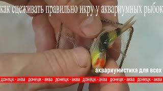 Как рыбы откладывают икру