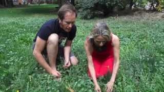 Urban Foraging with Brigitte Mars: Your healthy free dinner is below your feet.
