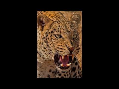 הרב שלום סבג- יהוה לי לא אירא