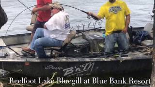 Bluegill Fishing in Frot of the Resort