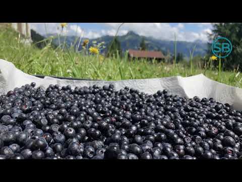Sommer-Impressionen aus dem Großarltal im Berglandhaus, 31.7.2021