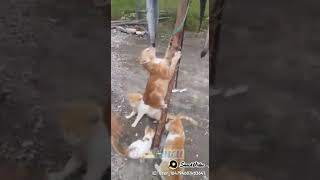 Download lagu Lucu Ngakak... Lomba Kucing Pus Meong Makan Ikan Lele... Lomba Agustusan 😀😀😀 mp3 Download lagu Lucu Ngakak... Lomba Kucing Pus Meong Makan Ikan Lele... Lomba Agustusan 😀😀😀 mp3