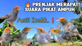 Download lagu SUARA PIKAT BURUNG PRENJAK KEPALA MERAH GACOR MEMANGGIL PRENJAK LIAR | 💯% Ampuh  mp3
