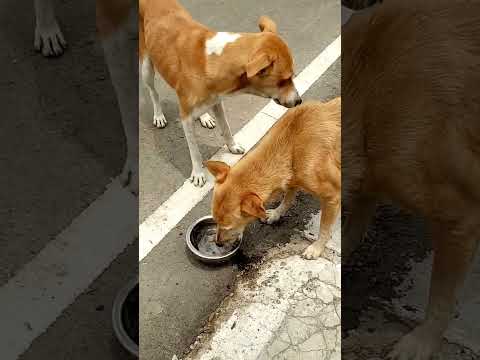 #short#Maana ki bezubaa ho#song#dog video#dog vlog#trending#viral#Neelam Ki Bindass Life