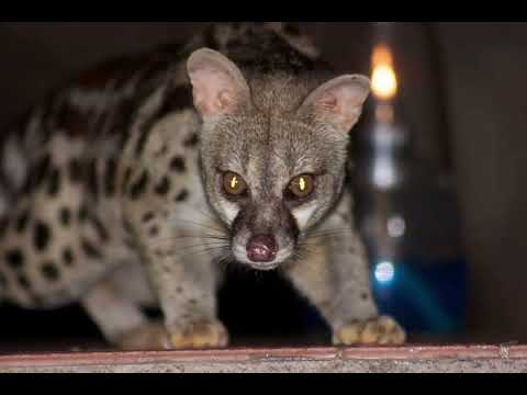 Prisca ALONG- Ossingui