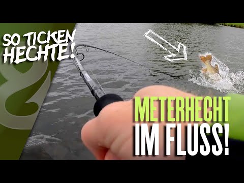 Herbst-Hechte im Buhnenfeld! So ticken Hechte!