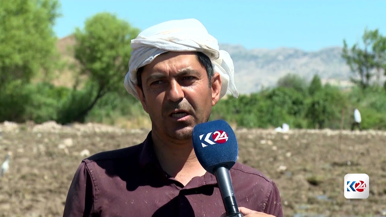 ڤیدیۆ | بەهۆی باران چاندنی برنج لە ئاکرێ مانگێک دواکەوت