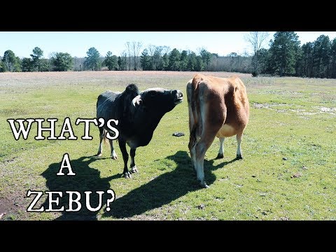 Zebu (Bos indicus) — chov, ustajnenie a úžitkovosť